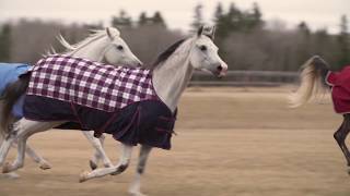 Cavalia Odysseo Winnipeg  Horse Vacation [upl. by Sinnaoi]