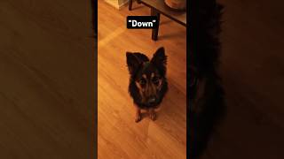 Down This This Lets try this chodskypes dogtraining [upl. by Idisahc75]