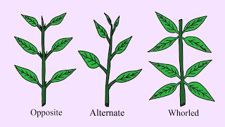 What is Phyllotaxy Types of Leaves based upon arrangement on stem in plants Plant Morphology notes [upl. by Nueovas]