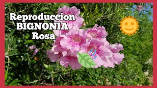 Reproduccion Bignonia Rosa 🤗 bignoniarosa [upl. by Ahsilaf]