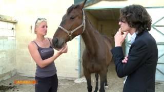 Xarabank  Corinne  RMJ horse rescue [upl. by Cynthea]