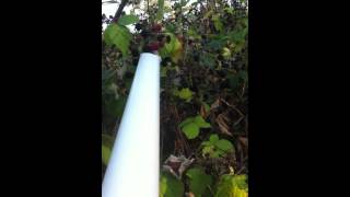 BlackBerry Picking Pole Tool [upl. by Marr]