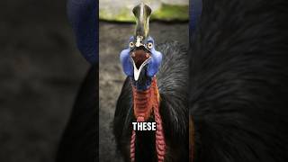 Cassowary The Most AncientLooking Bird [upl. by Seedman418]