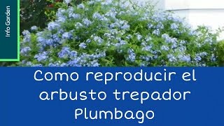 Como reproducir el arbusto trepador PlumbagoCelestina Jazmín azul [upl. by Adnahsam652]