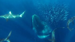 GoPro Awards Sharks Dolphins Penguins and Whales [upl. by Treulich727]