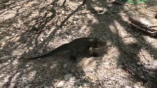 Lago Enriquillo mas salado que el mar con animales de la era de los dinosaurios [upl. by Margi]