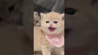 Cute kittens meow meow meowlove shorts comedy funnyvideo billi cat catvideo catlover [upl. by Ajssatsan]