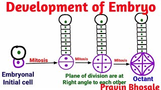 Embryogenesis  Development of Embryo Plants  Pravin Bhosale [upl. by Haimarej]