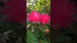 Calliandra haematocephala Flowers tree plants youtube [upl. by Dirgis]