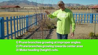 How To Prune A Plum Tree [upl. by Travers]