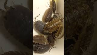 Woodlice or Isopoda Have 11 Body Segments amp 7 Pairs of Legs They Are Crustacean Not Insects [upl. by Anim]