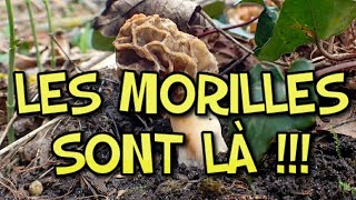 Où trouver des morilles  La 1ère morille  Où et comment  Saison des morilles [upl. by Gardner]