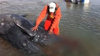 Conjoined Whale Calves Discovered At Scommons Lagoon Mexico [upl. by Midis275]