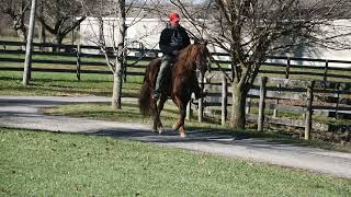 Gaited Morgan Stallion  Jellico Liberty [upl. by Einwahs]