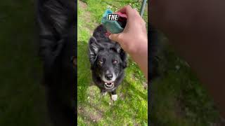 How to Train Your Dog to Follow Commands Pro Tips dogtraining petcareadvice doglovers shots [upl. by Zul]