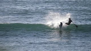 Paddle Boarder Gets SMASHED by Dolphin  ViralHog [upl. by Birkle245]