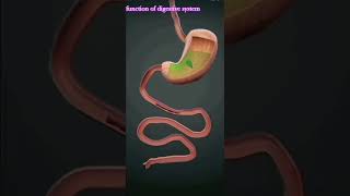 function of digestive system biology function of digestive science experiment viral shorts [upl. by Laban]