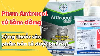 Pha chung thuốc Antracol với phân bón lá thuốc sâu được không [upl. by Okiek]