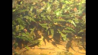 Cryptocoryne beckettii and The fish of Sri Lanka DIscoveryPlanet [upl. by Wilmar]