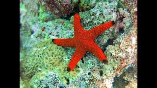 Facts The Sea Star Starfish [upl. by Gregg]