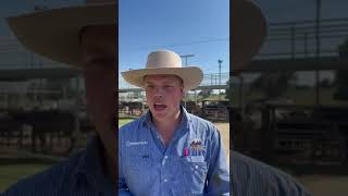 Wagga Cattle Market Report 141024 [upl. by Ellehsim]