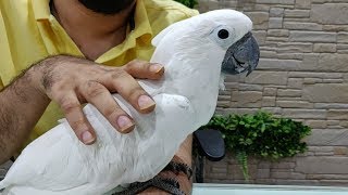 Umbrella Cockatoo Bird at Salmans Exotic Pet Store [upl. by Lednar]