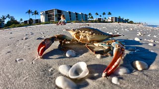 Shelling Sanibel Island Found Massive Lightning Whelk Blue Crab Sandollar And a Ton of Shells 4k [upl. by Ytsim196]