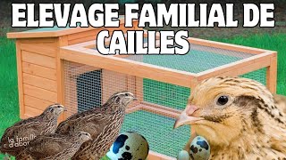 quotÉlevage de Cailles  Pourquoi Chaque Famille Devrait Avoir sa Cage 🏡🥚quotagriculture santenaturelle [upl. by Einniw]