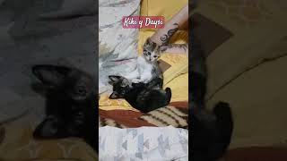 Nuestros nuevos gatos bebés [upl. by Aura37]