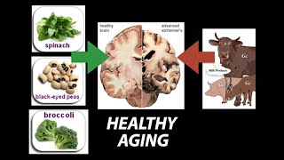 Healthy Nutrient Wealthy and Wise Diet for Healthy Aging  Research on Aging [upl. by Marella]