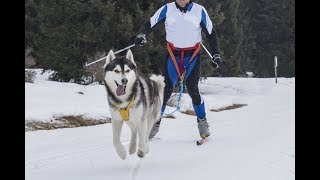 Top Dogs Skijoring [upl. by Htebaile442]