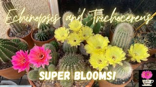 Echinopsis and Trichocereus Super Blooms  Spring 2022  cactusflowers [upl. by Kathrine]