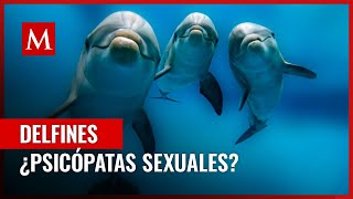 El lado oscuro de los delfines y su cuestionable conducta sexual [upl. by Llenoil]