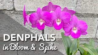 DENPHALS IN BLOOM amp SPIKE  Dendrobium Orchids In Bloom amp Spike  Dendrobium Phalaenopsis [upl. by Domonic312]