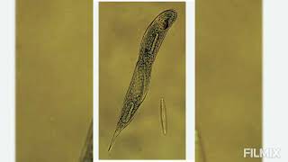 Euglena viridis  NUTRITION 1 Holophytic or Autotrophic Nutrition [upl. by Emlin]