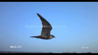 Peregrine Falcon Slow Motion In Flight shot on Phantom HD Gold  3 Shots [upl. by Rhyner]