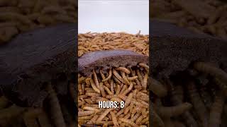 10 000 Mealworms vs Reindeer Liver [upl. by Esaele720]