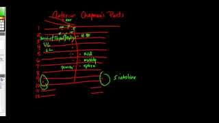 How to Draw Out Anterior Chapmans Points for COMLEX [upl. by Elliot]