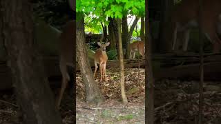 Close to nature shorts newjersey nj deer [upl. by Ahcila]