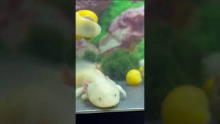 The best axolotl song ever [upl. by Doralyn]