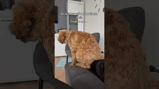 Macht das euer Hund auch😂🐶 cockapoolove cockapoo dog cutedog funny [upl. by Elleon]