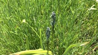 Common Camas Camassia quamash Spring Growth [upl. by Enamrahs]