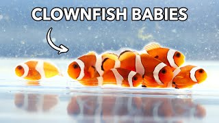 Breeding Our First Clownfish Babies  From Egg to Adult  Blue Reef Tank [upl. by Ahseneuq]