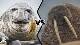 ELEPHANT SEAL VS WALRUS  Who would win this deadly struggle [upl. by Analla]