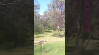 VLINE Albury NSW To Southern Cross 101024 vline shorts shortvideo train travel views [upl. by Attalanta102]