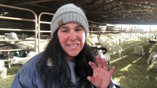 Lambing diaries Coccidiosis has returned  vlog 349 [upl. by Nathalie431]