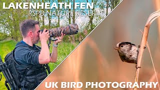 UK Bird Photography at RSPB Lakenheath Fen  Sony A7IV amp Sony FE 200600mm F5663 G OSS [upl. by Nwahshar693]