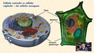 Cellules animales vs cellules végétales [upl. by Dennard50]