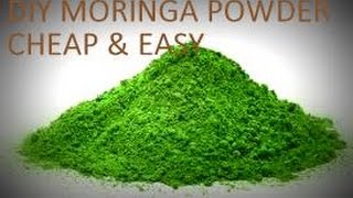 How To Make Moringa Powder at Home Easy and Simple  DIY Moringa Powder  Daizapee [upl. by Yerffoj870]