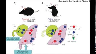 BIOESSAYS Dissecting the cannabinergic control of behavior The where matters [upl. by Farr]